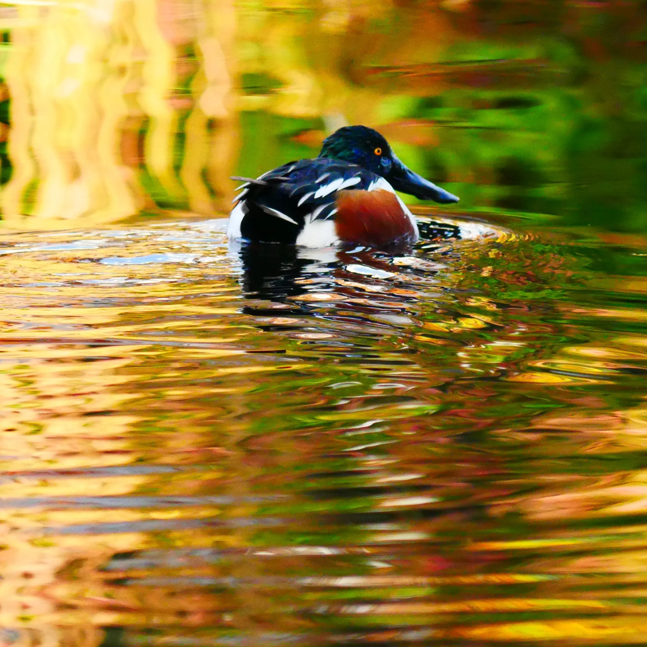 Samhain - Oct 31 - Nov 1