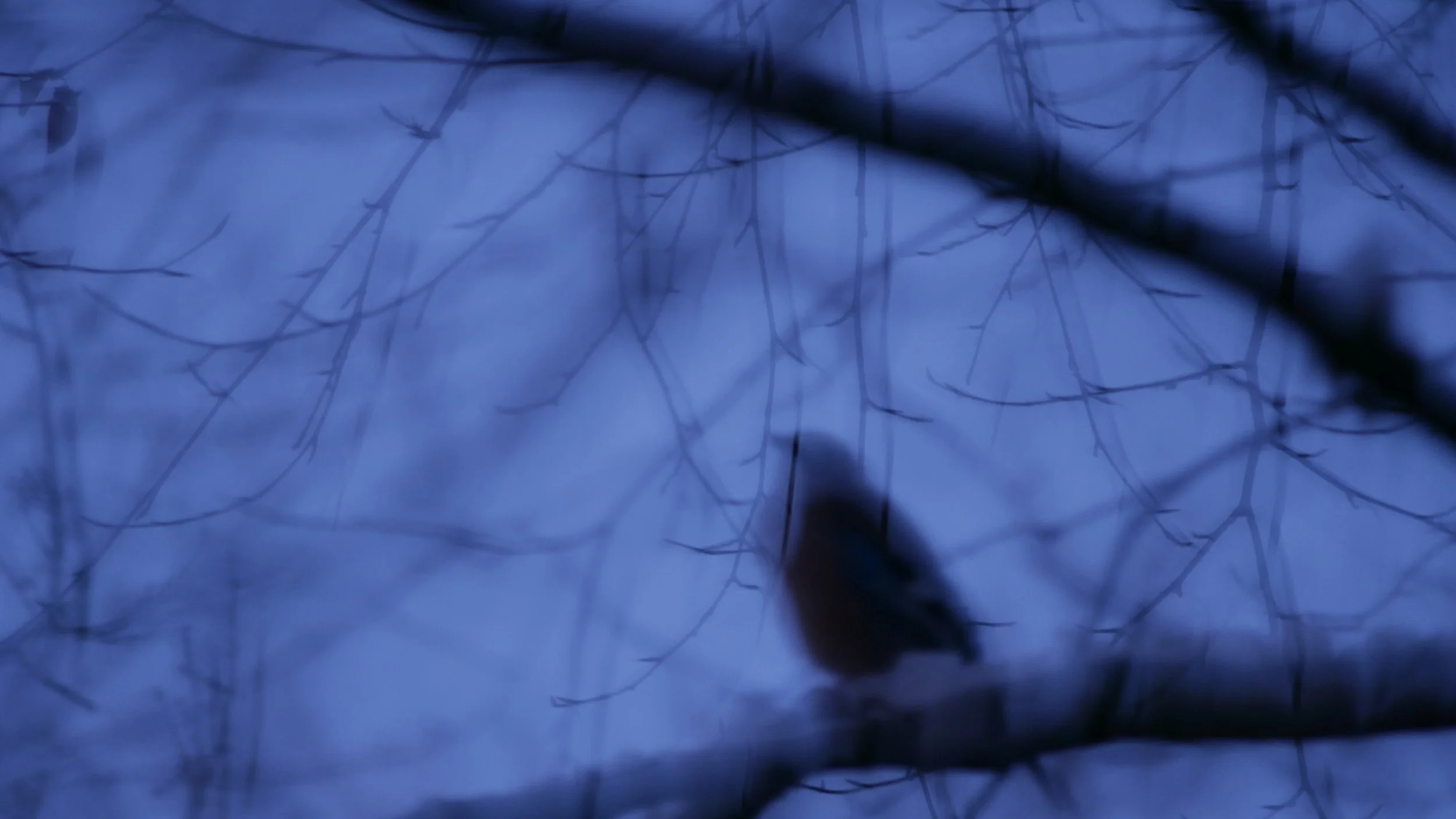 Day of frost - North Holland