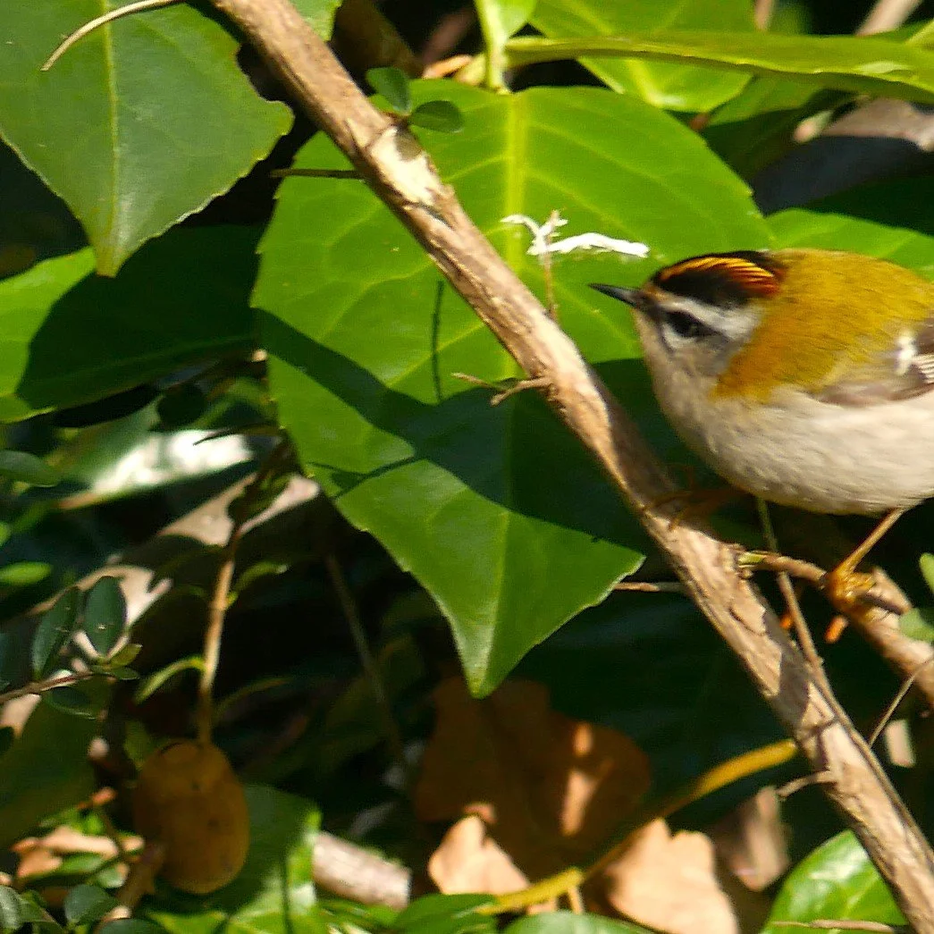 Fire Crest - Nord Holland