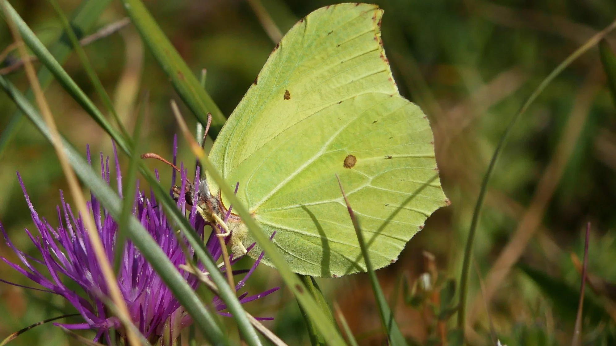 Common brimstone - Møn - 2026 