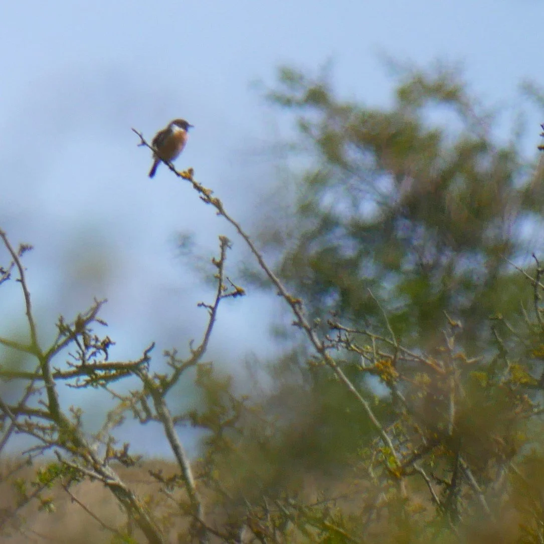 Common stonechat - Noord Holland