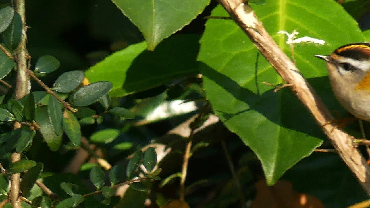 Fire Crest - Nord Holland