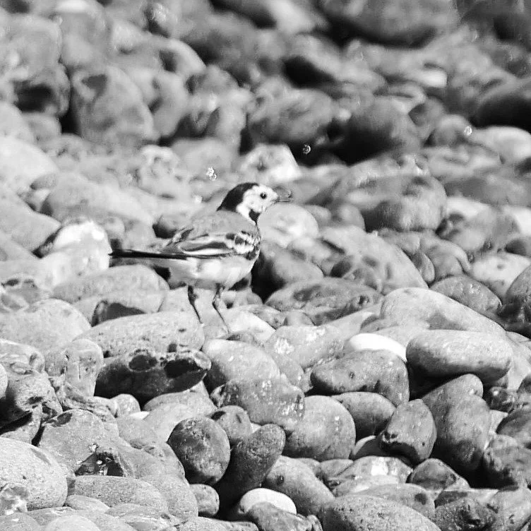 Where is Charlie 2 - White wagtail - Møn - 2026