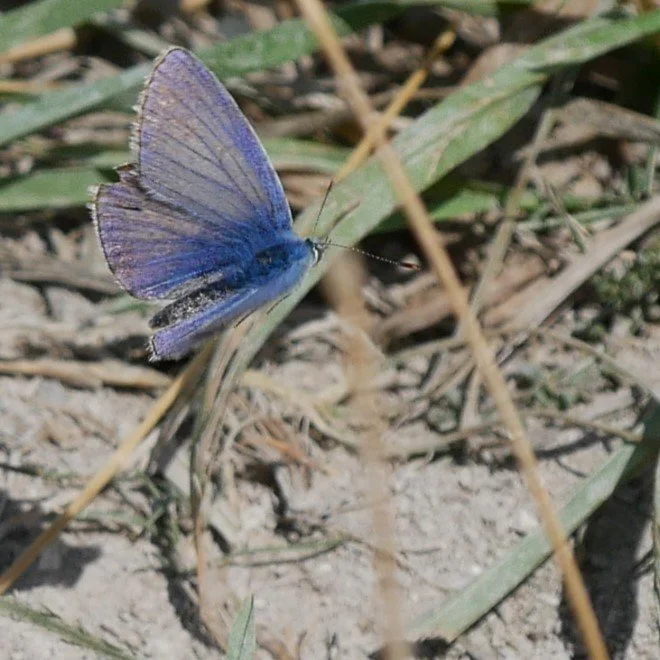 Common blue - Møn - 2026 