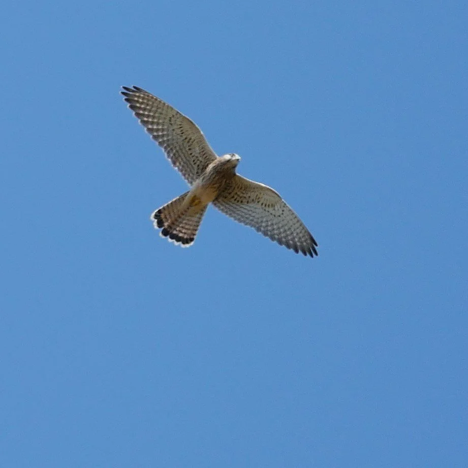 Common Kestrel 3 -Møn - 2026