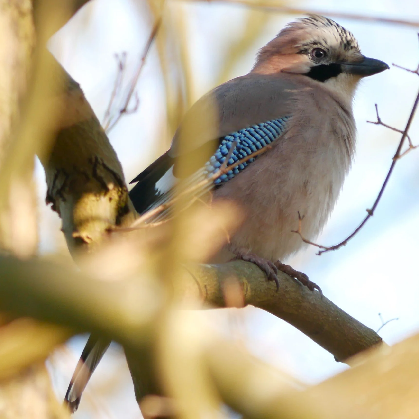 Eurasian Jay - Noord Holland