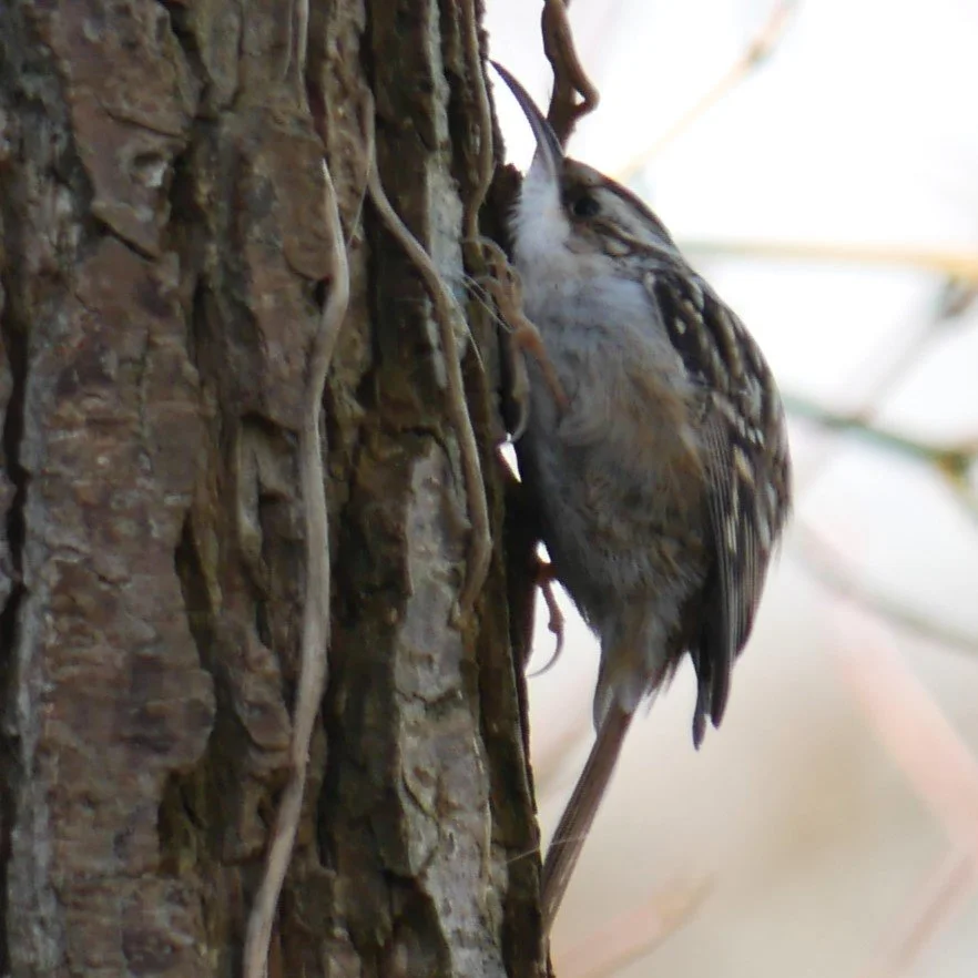 Treecreeper - Noord-Holland