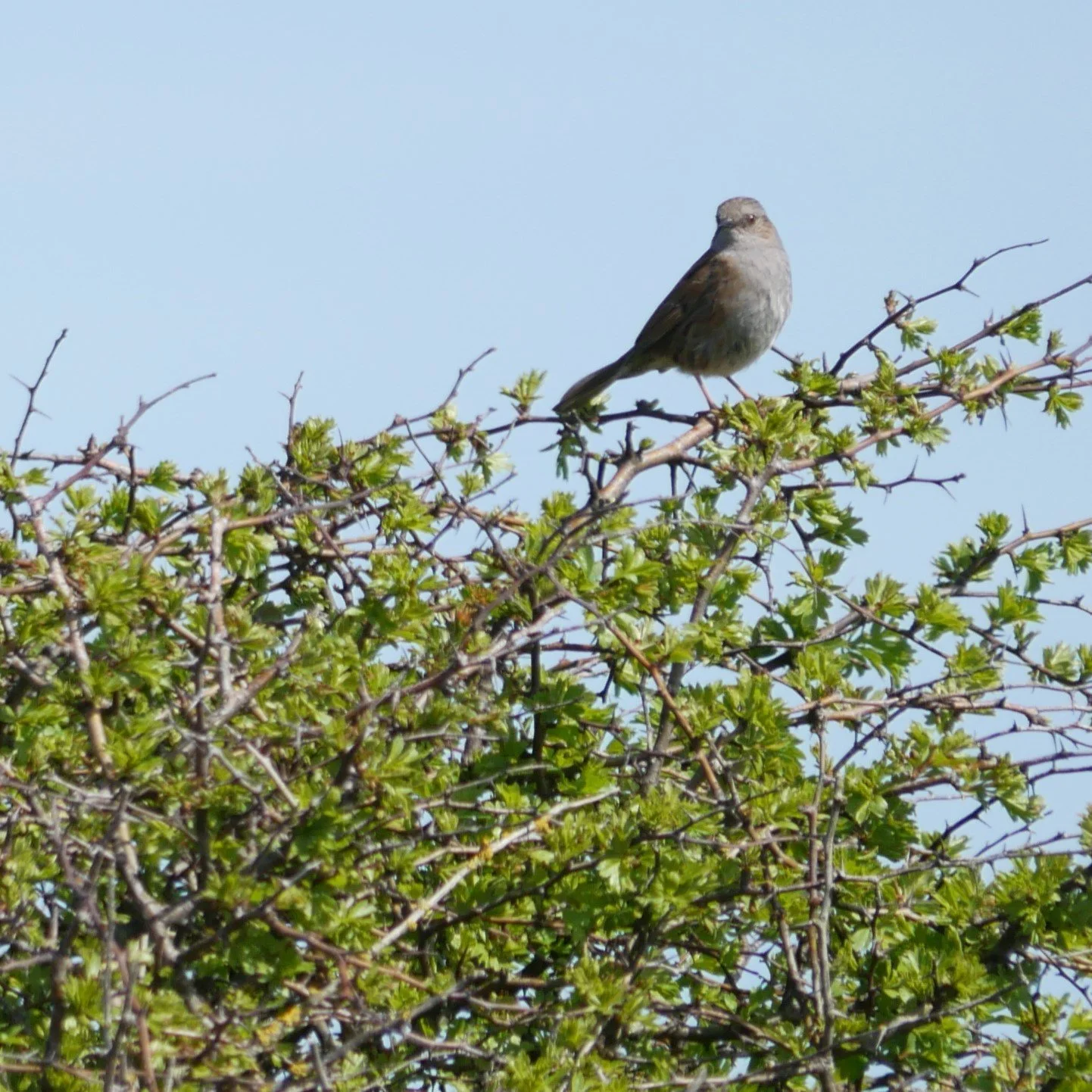 Dunnock - Noord Holland