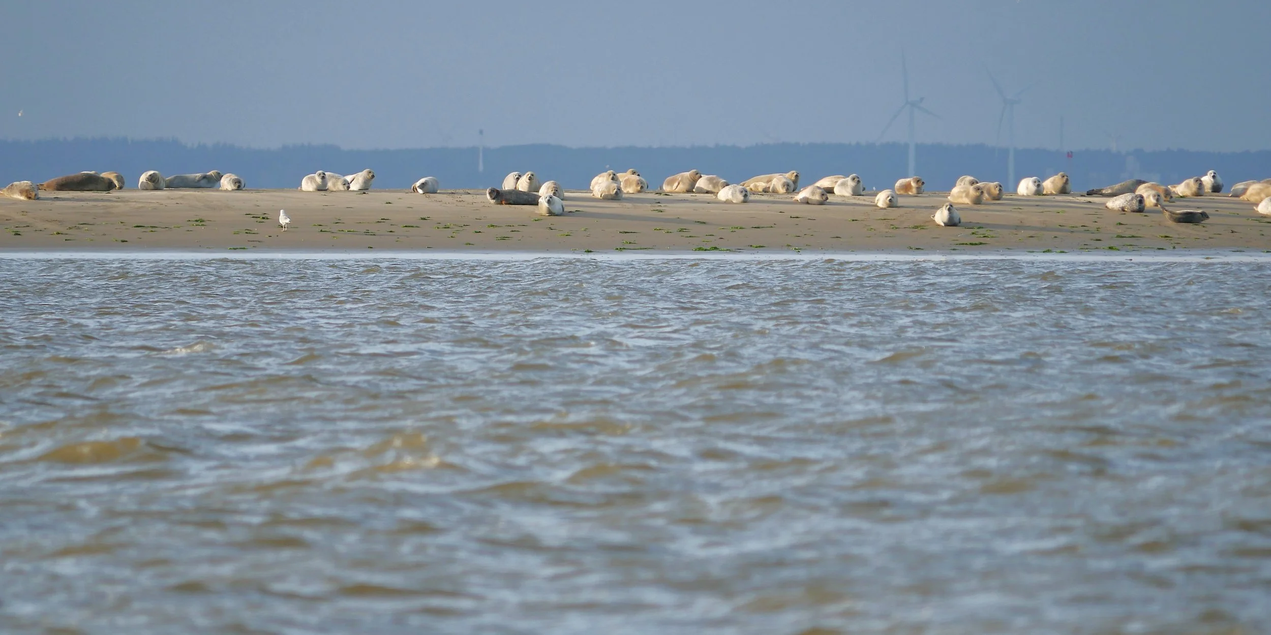 Gray Seals and Harbor Seals - Wadden Sea- 2026