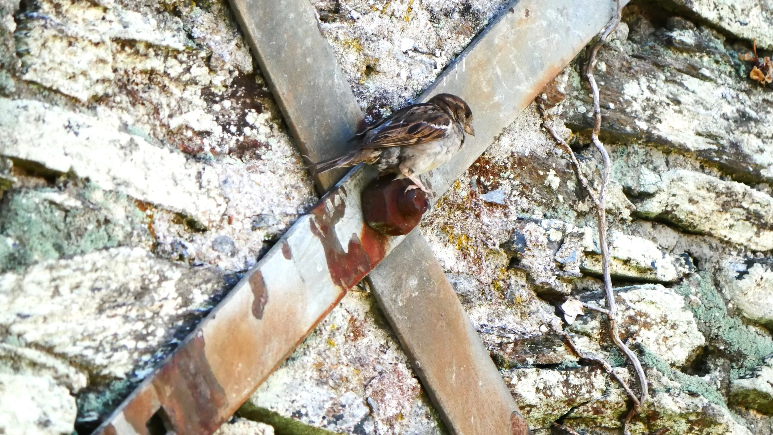 Sparrow - Brittany - 2026