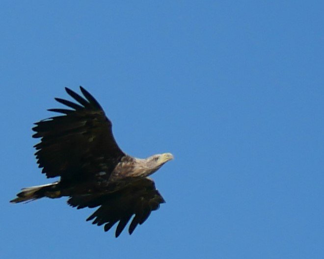 The queen of the sky 4 - White-tailed eagle - Funen - 2026