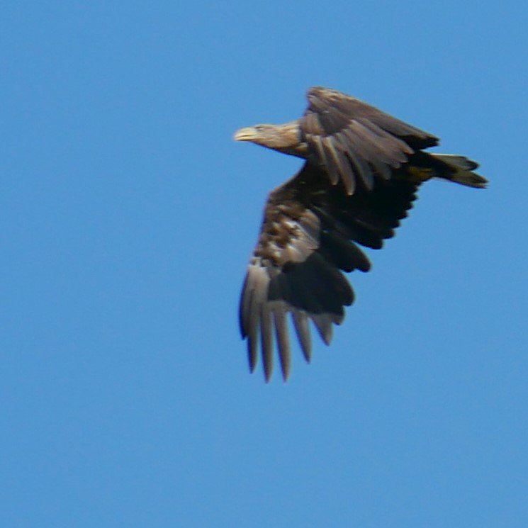 The queen of the sky 2 - White-tailed eagle - Funen - 2026