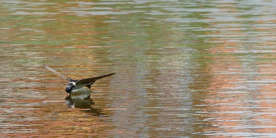 Joy of water - Barn swallow - Funen - 2026