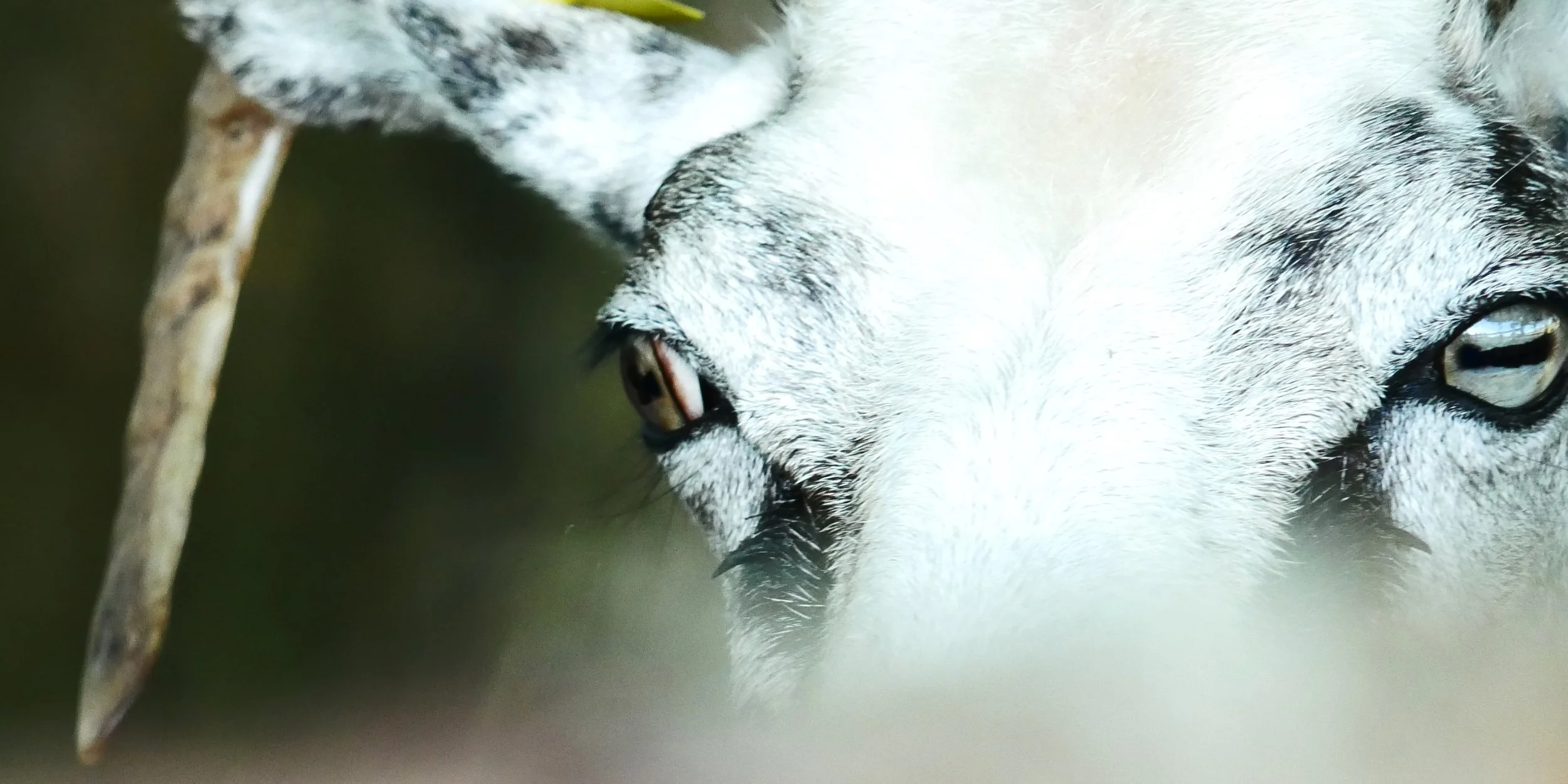 Portrait and (another kind of) glance 4 - Sheep - Funen