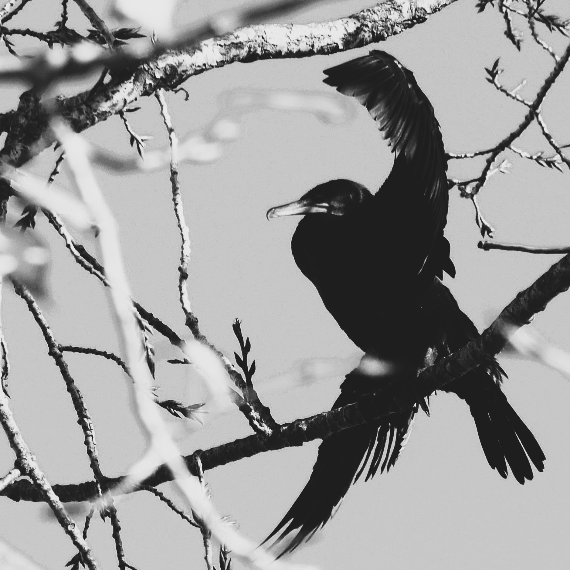 Cormoran - North Holland