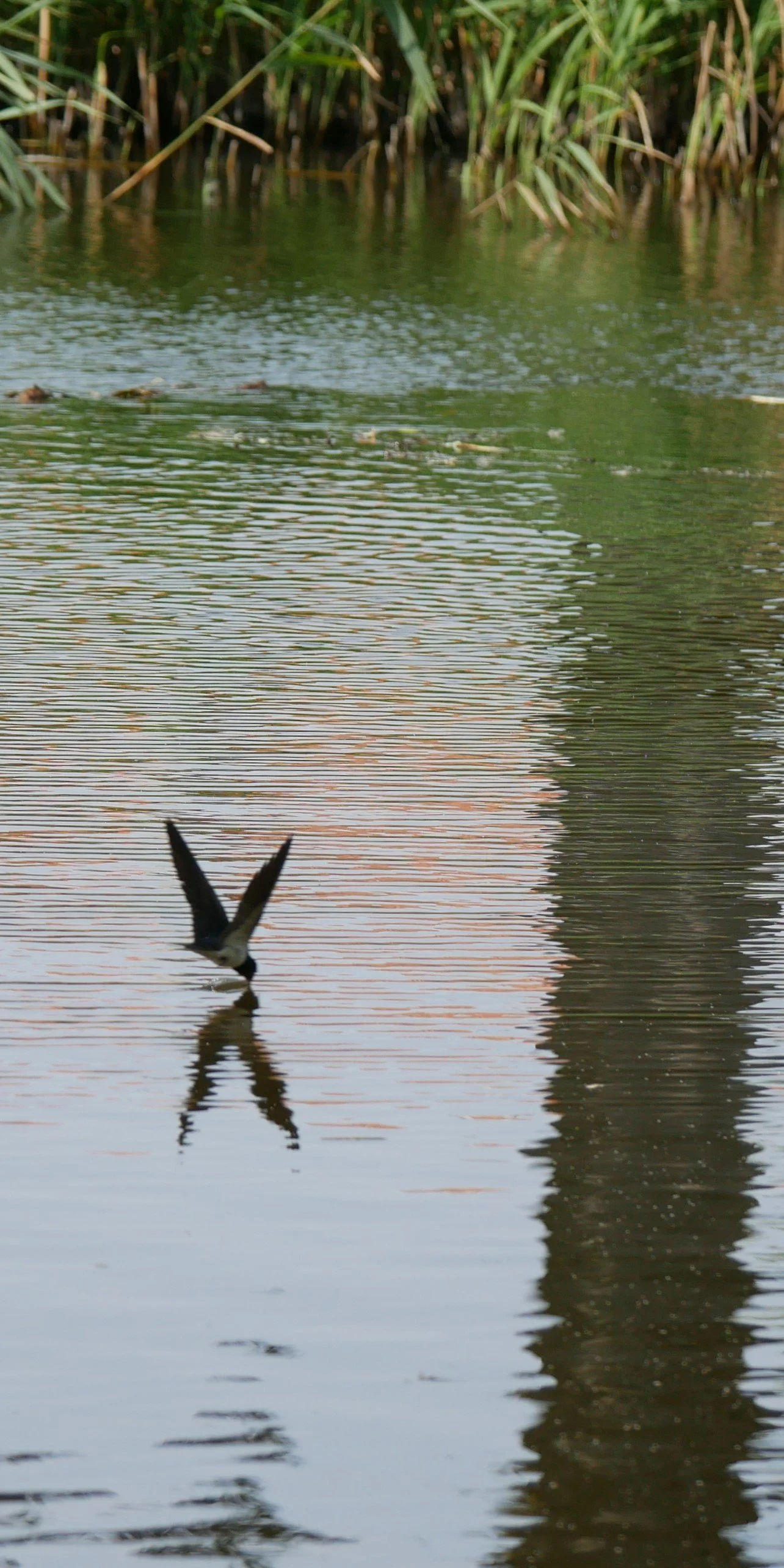 Joy of water - Barn swallow - Funen - 2026
