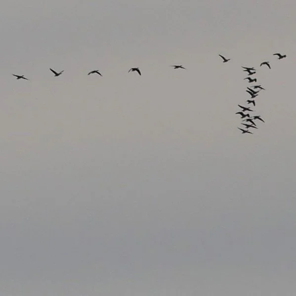Geese migration, a writing in the sky - Wadden sea -  2026
