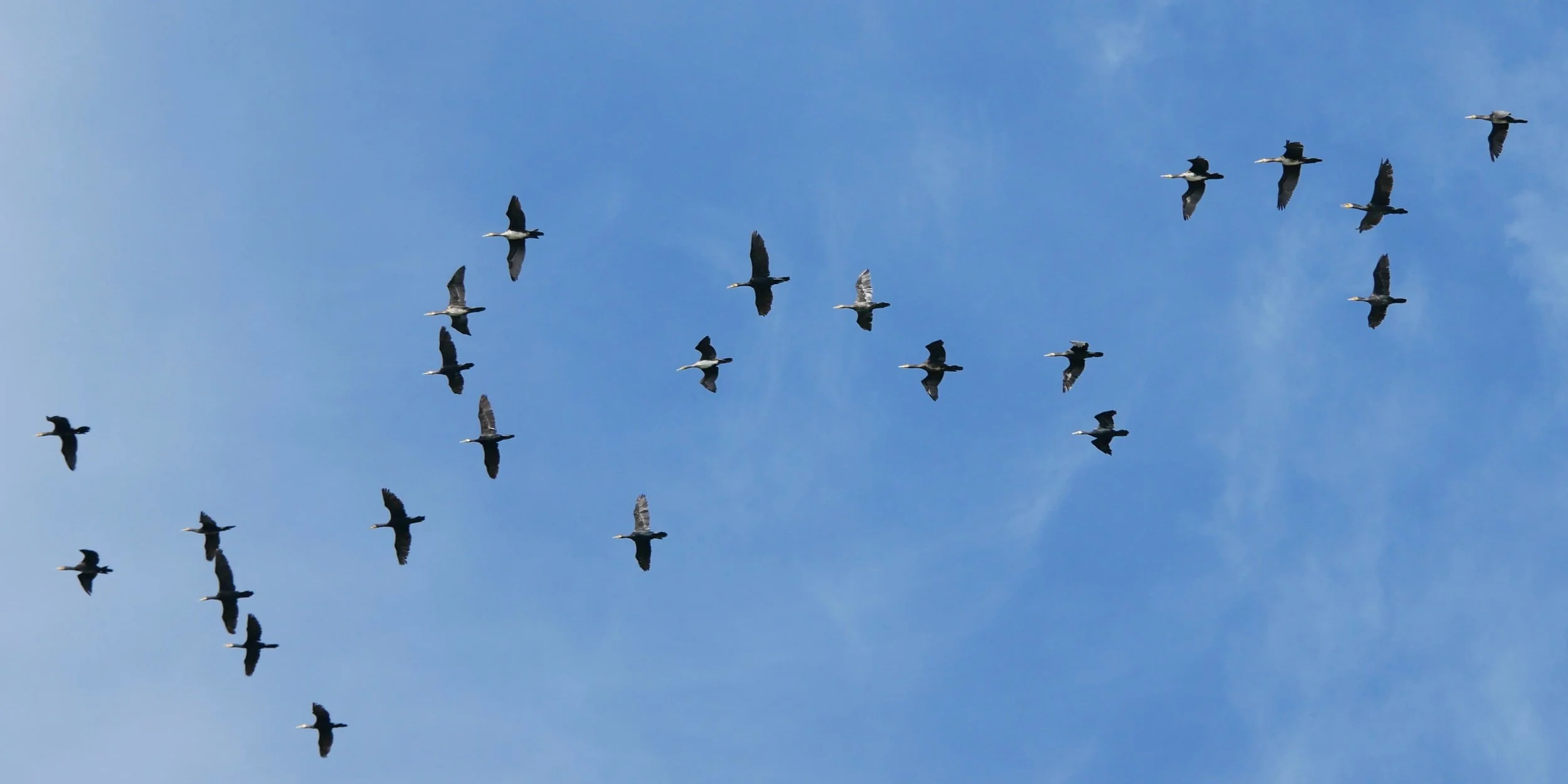 Great cormorants 1 - Møn - 2026