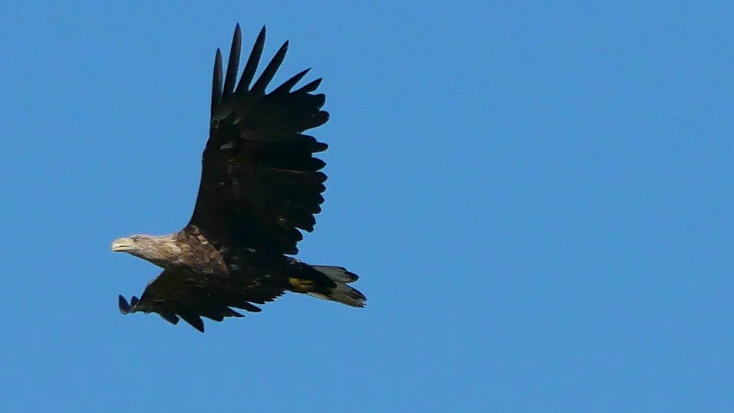 The queen of the sky 1 - White-tailed eagle - Funen - 2026