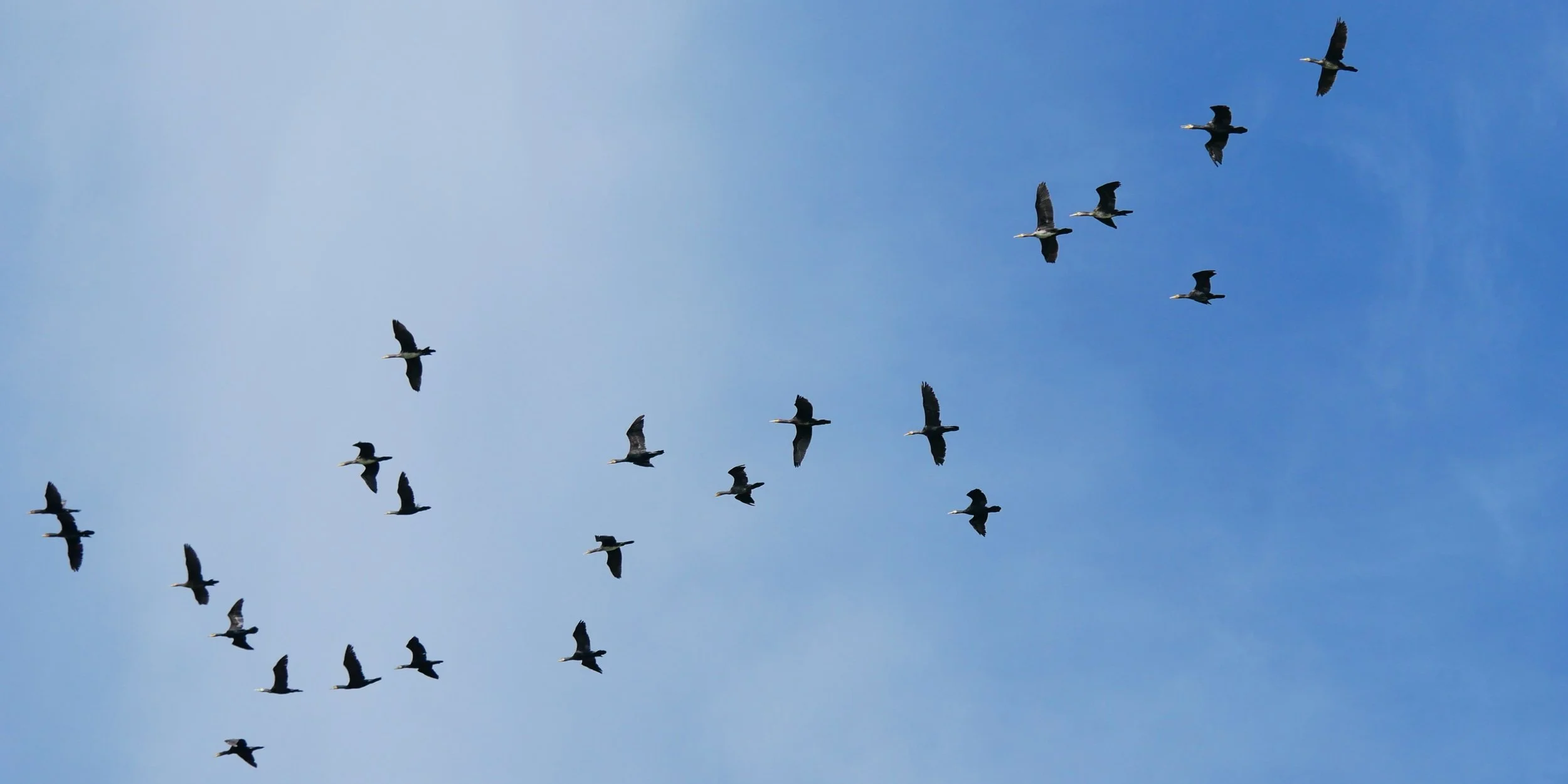 Great cormorants 3 - Møn - 2026