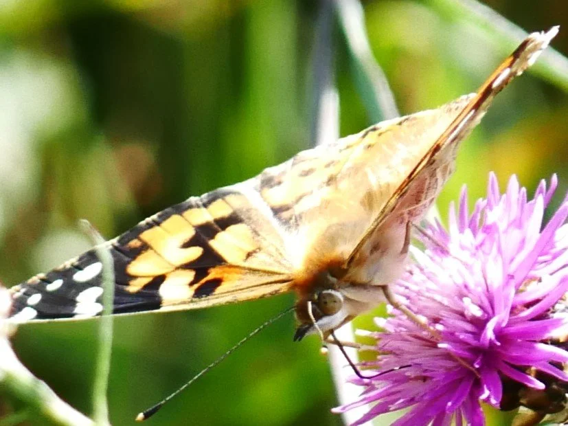 Vanessa Cardui - Møn - 2026 