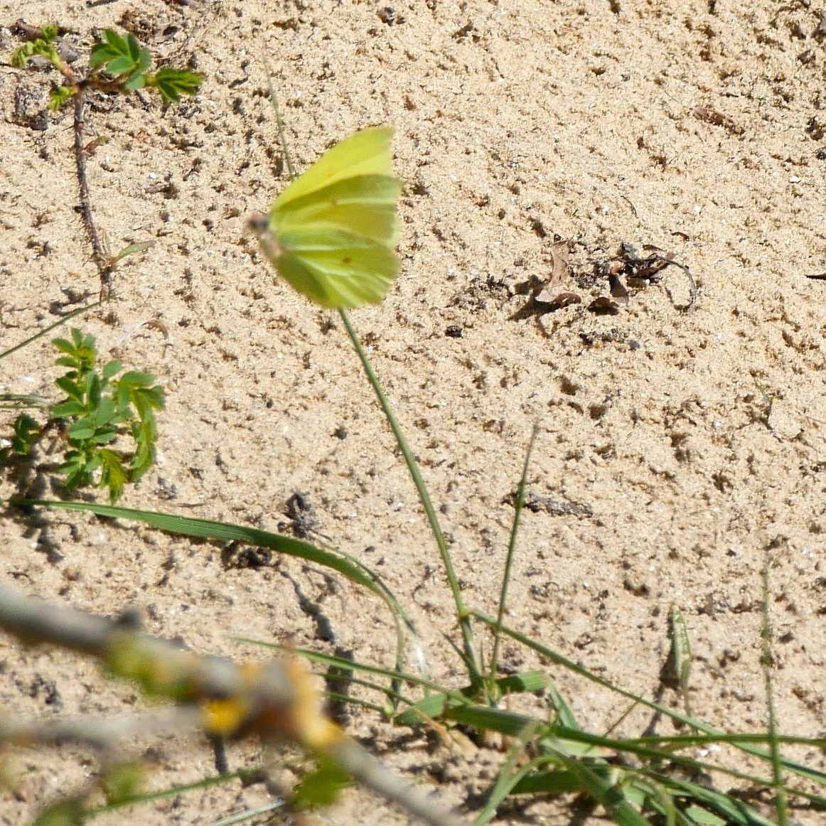 Common brimstone - Noord Holland