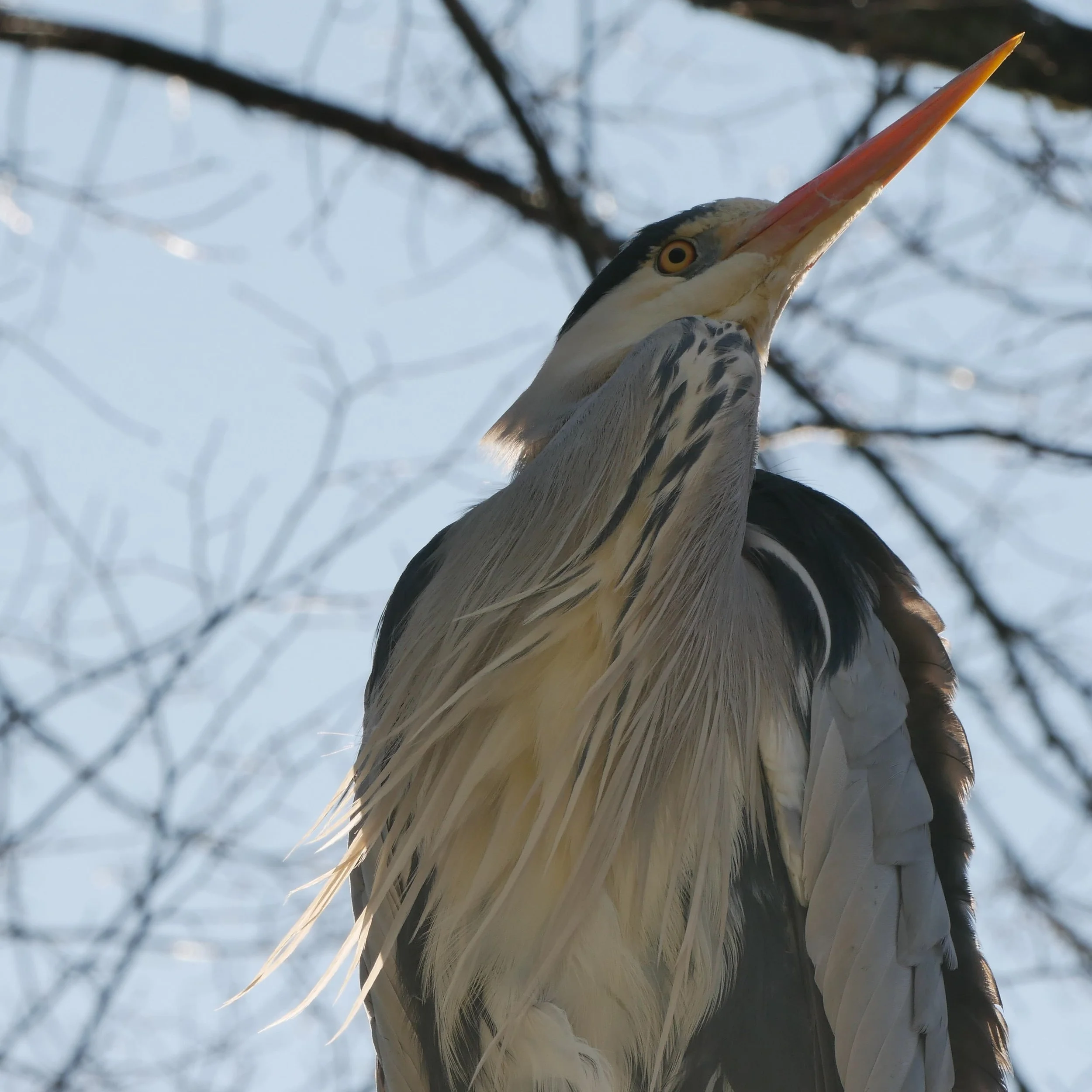 Grey Heron - Noord Holland