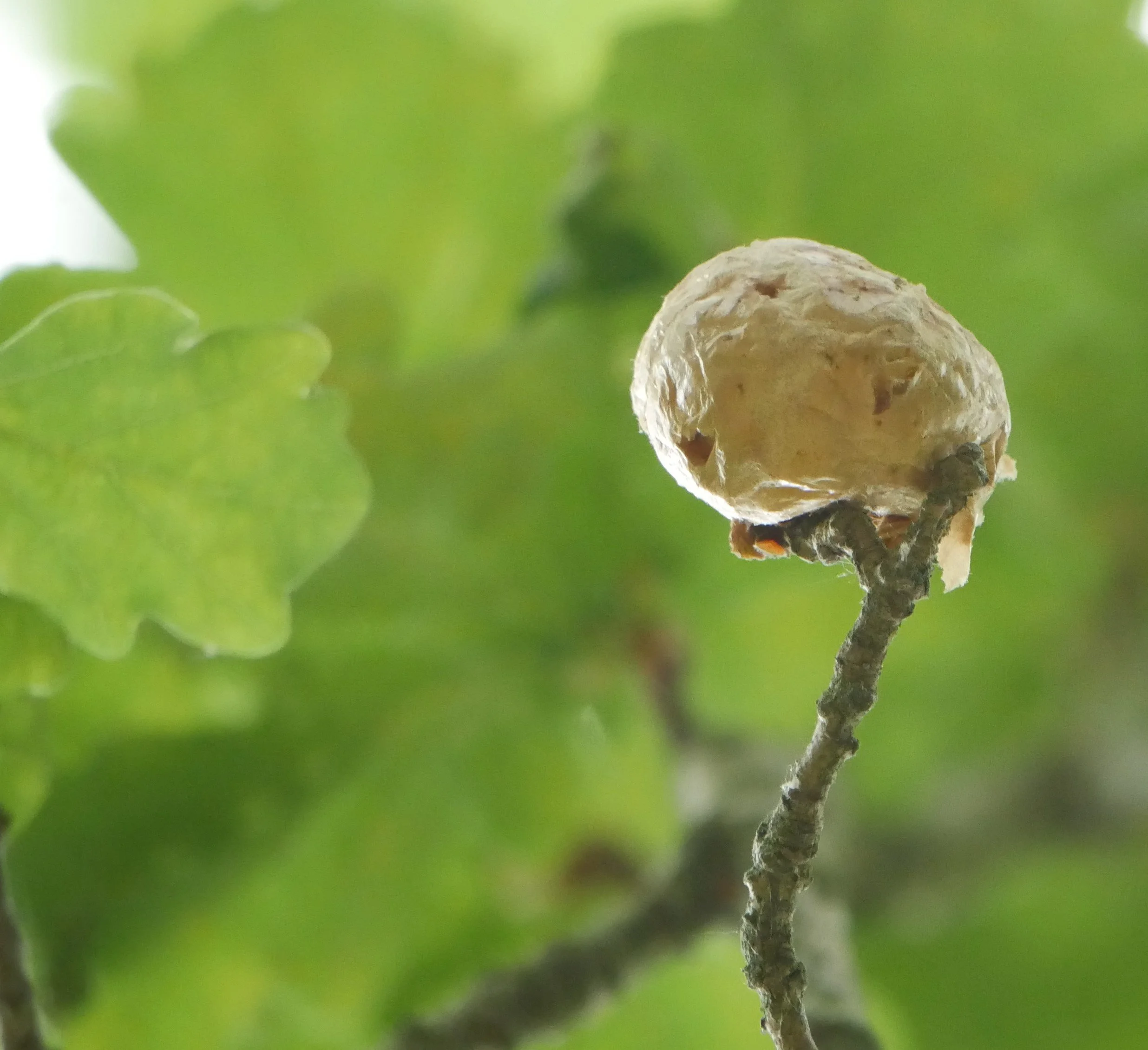 Gall (oak) - North Holland