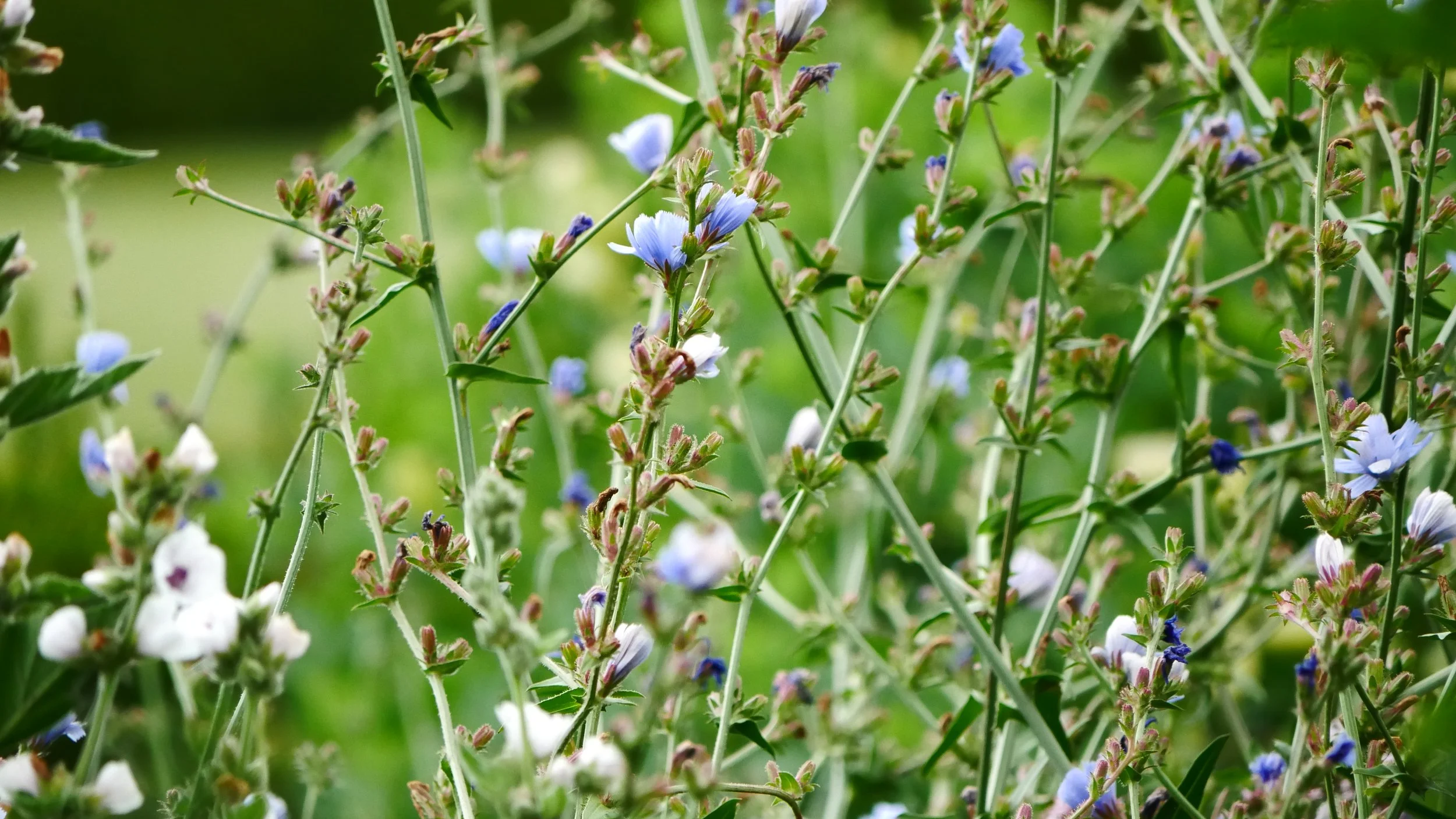 Chicory - Baltic sea - 2026