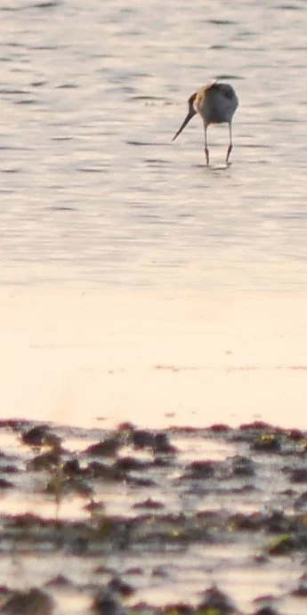 Dunlin (?)  - Wadden sea - 2026