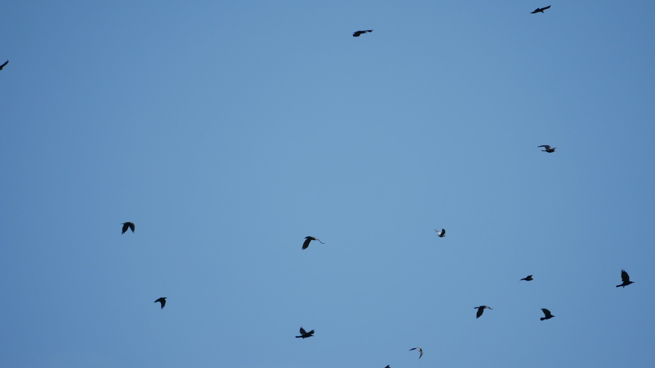 Dreams from the sky 4 - Hooded crows - Møn - 2026
