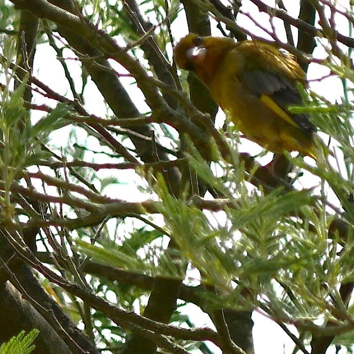 European greenfinch - Brittany - 2026