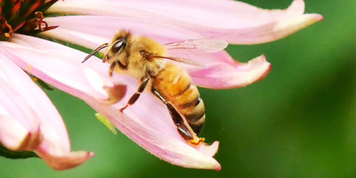 Bee - Nord Holland - 2026