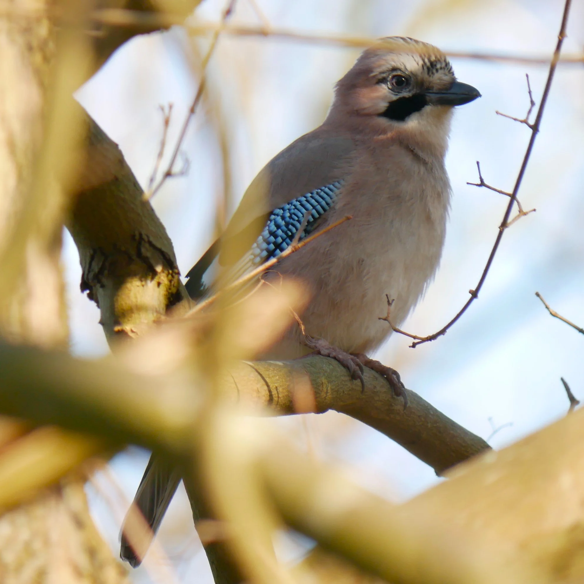 Eurasian Jay - Noord Holland