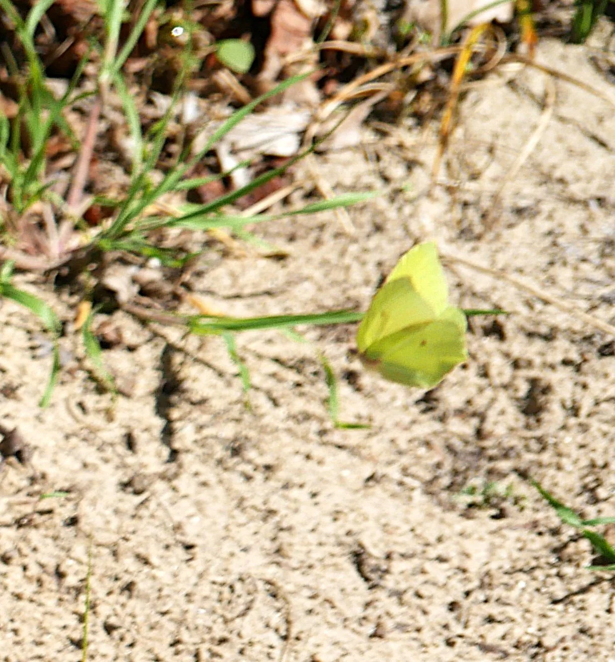 Common brimstone - Noord Holland