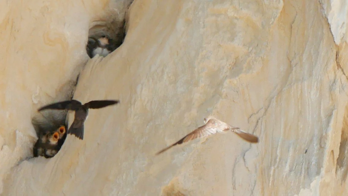 Let's eat! 1 - Western house martin - Møn - 2026 