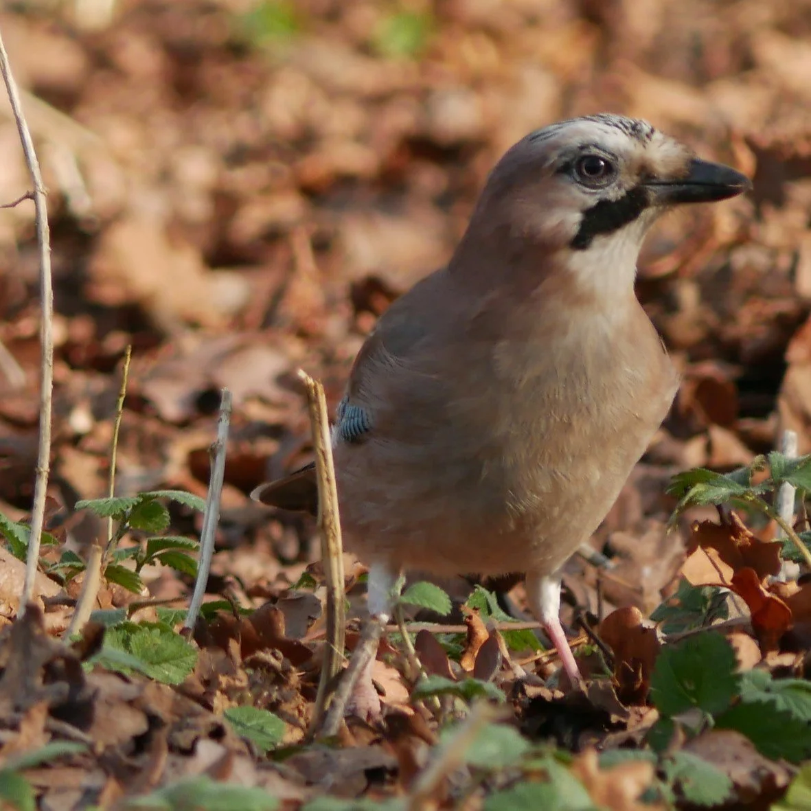 Eurasian Jay - Noord Holland