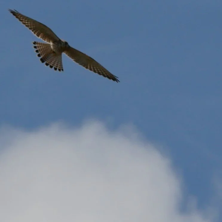 Common Kestrel 1 -Møn - 2026