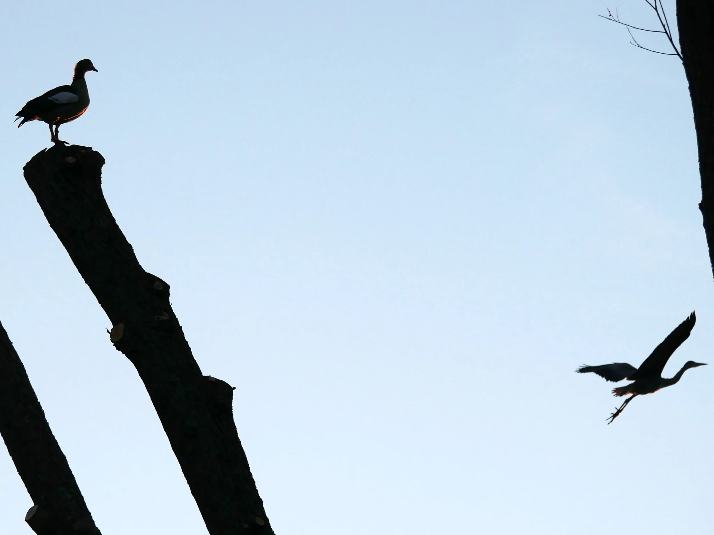 Egyptian goose and stork - Noord Holland