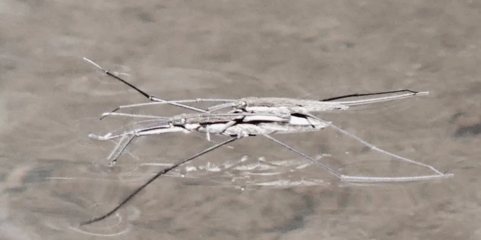 Pond skater - Brittany - 2026