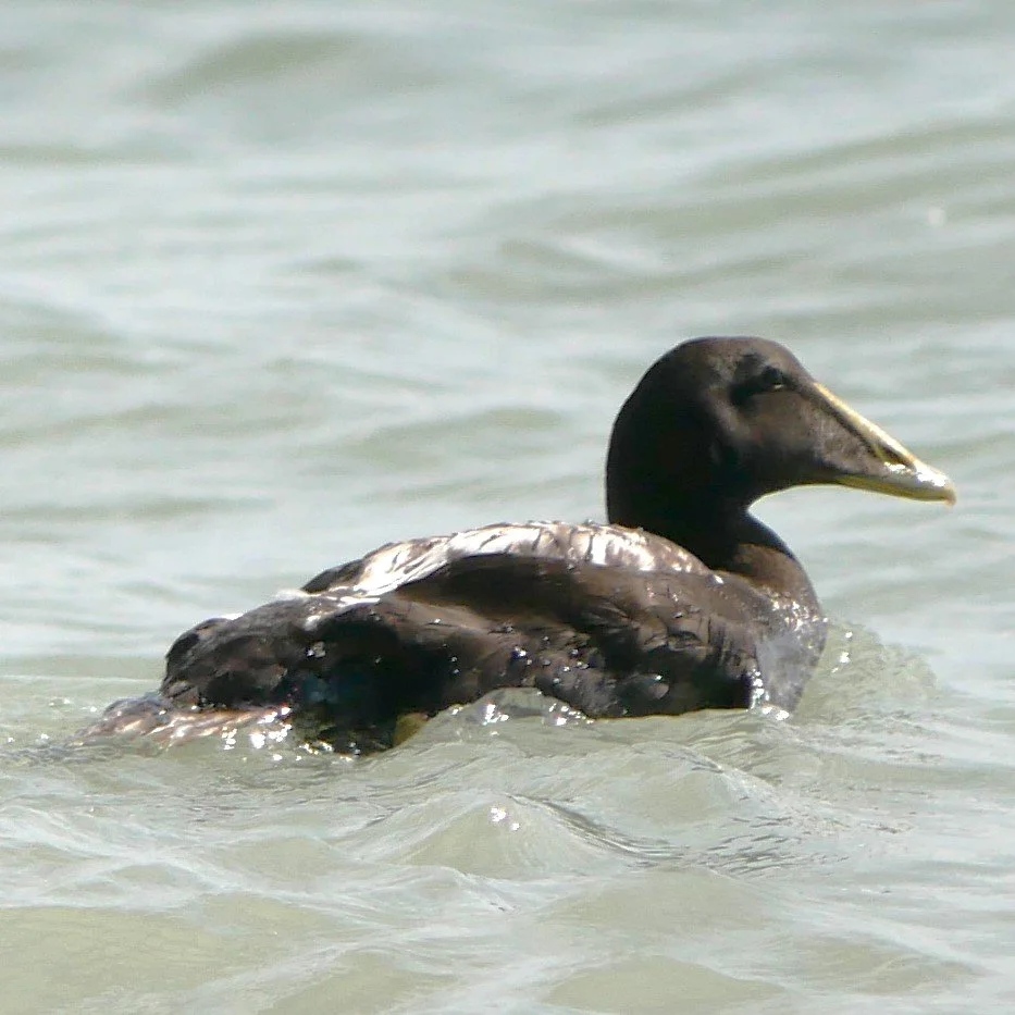 Common Eider 3 - Møn - 2026