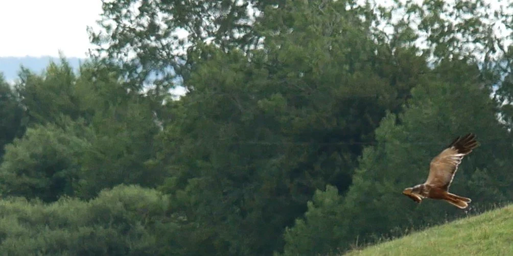 Western marsh harrier
juvenile ? - Baltic sea - 2026
