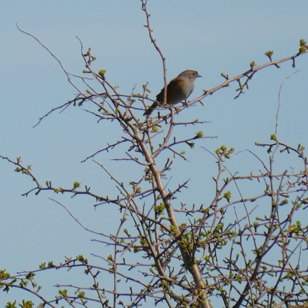 Dunnock - Noord Holland