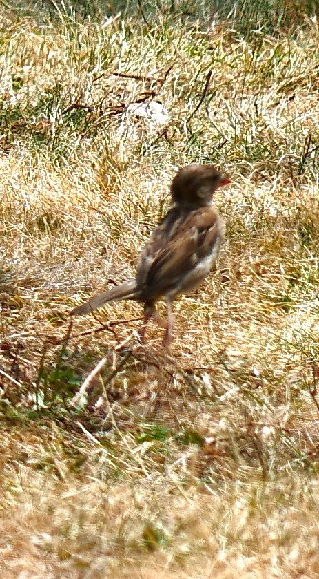 Juvenil sparrow - Brittany - 2026
