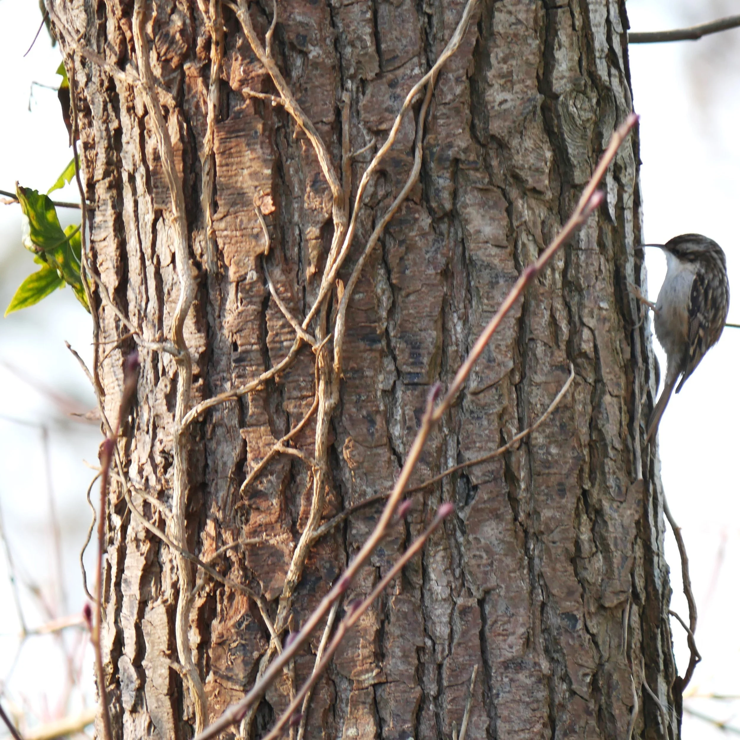 Treecreeper - Noord-Holland