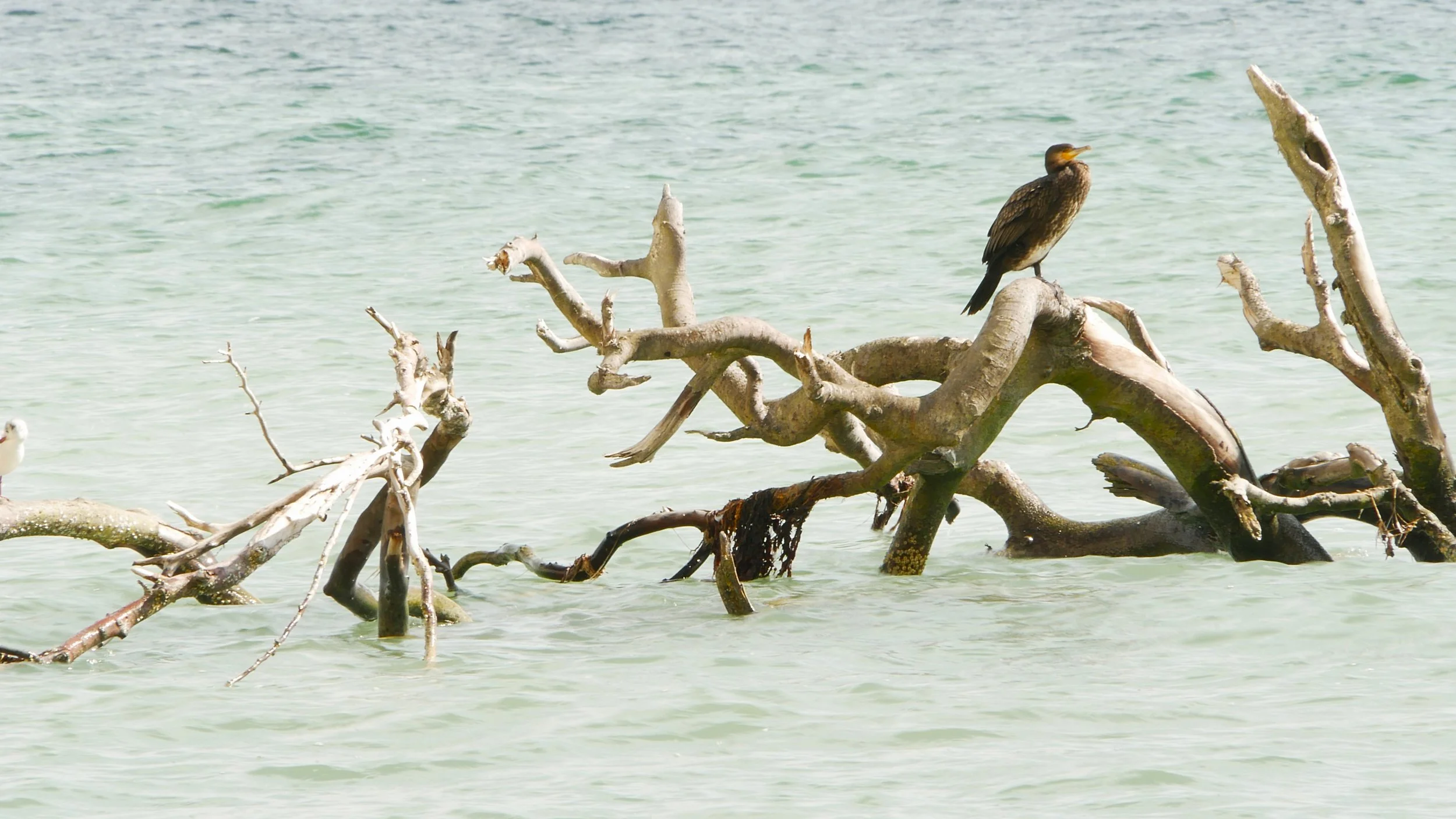 Great cormorant 1 - Møn - 2026 