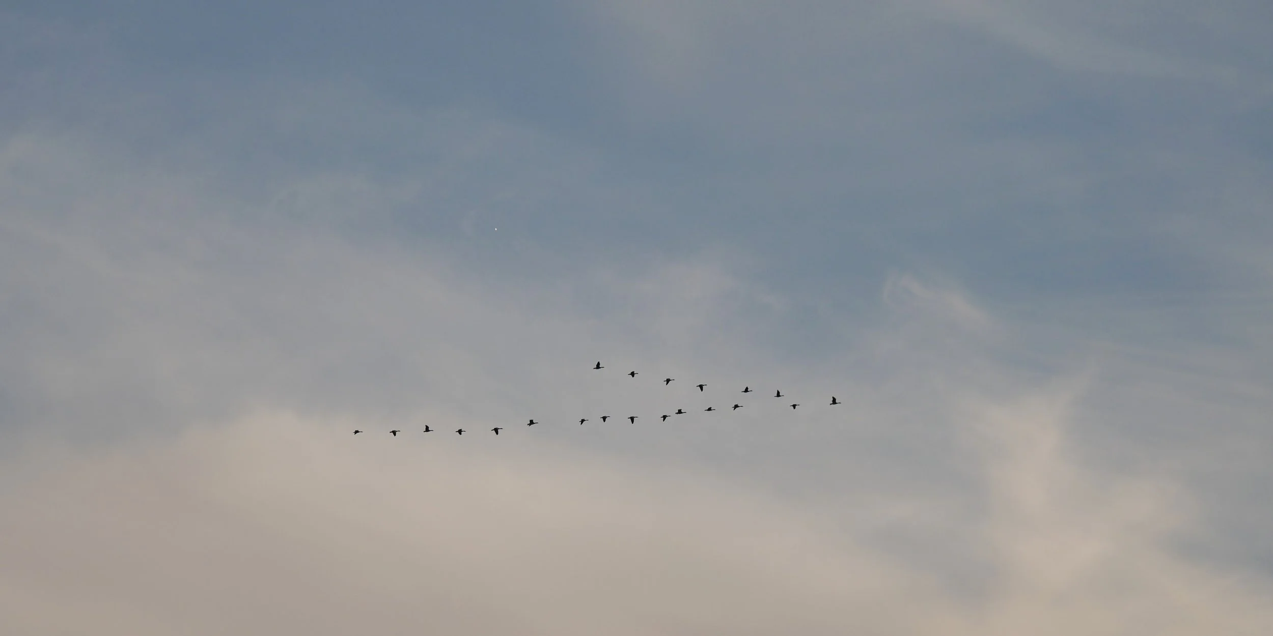 Geese migration in the clouds - Wadden sea -  2026