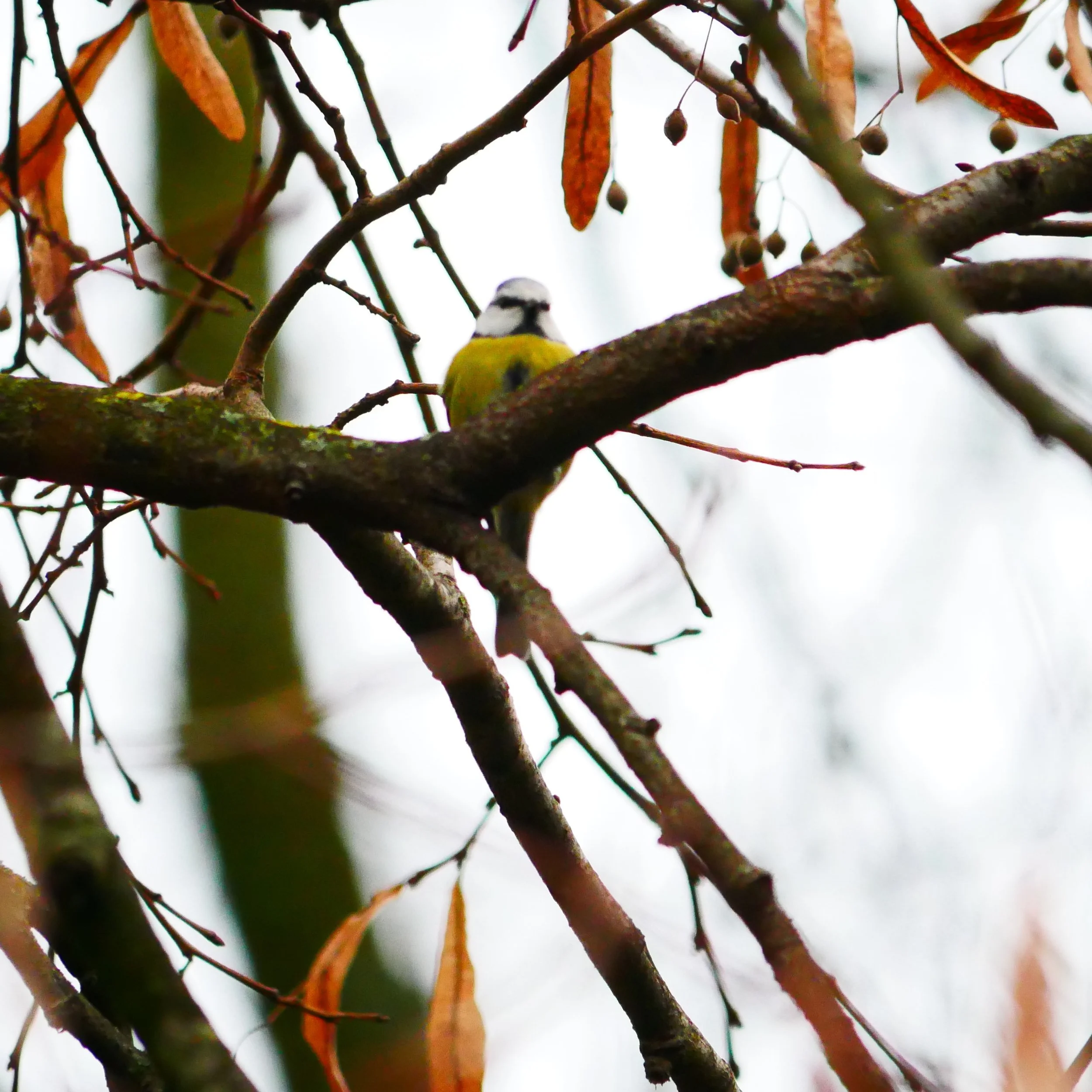 Great tit - Noord-holland