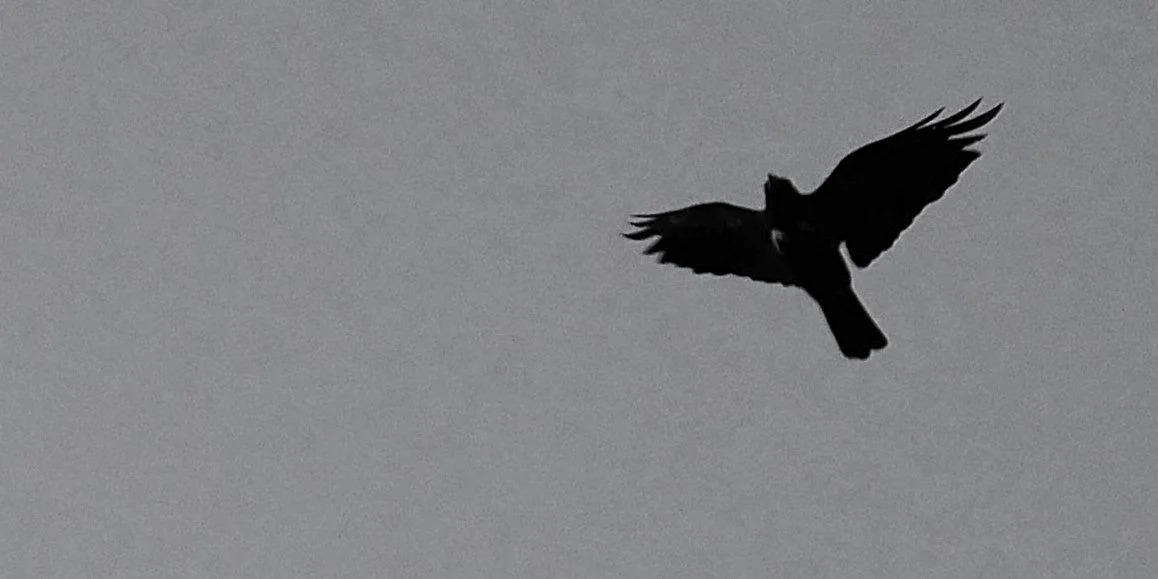 Printmaking 22 - Hooded crow - Funen - 2026