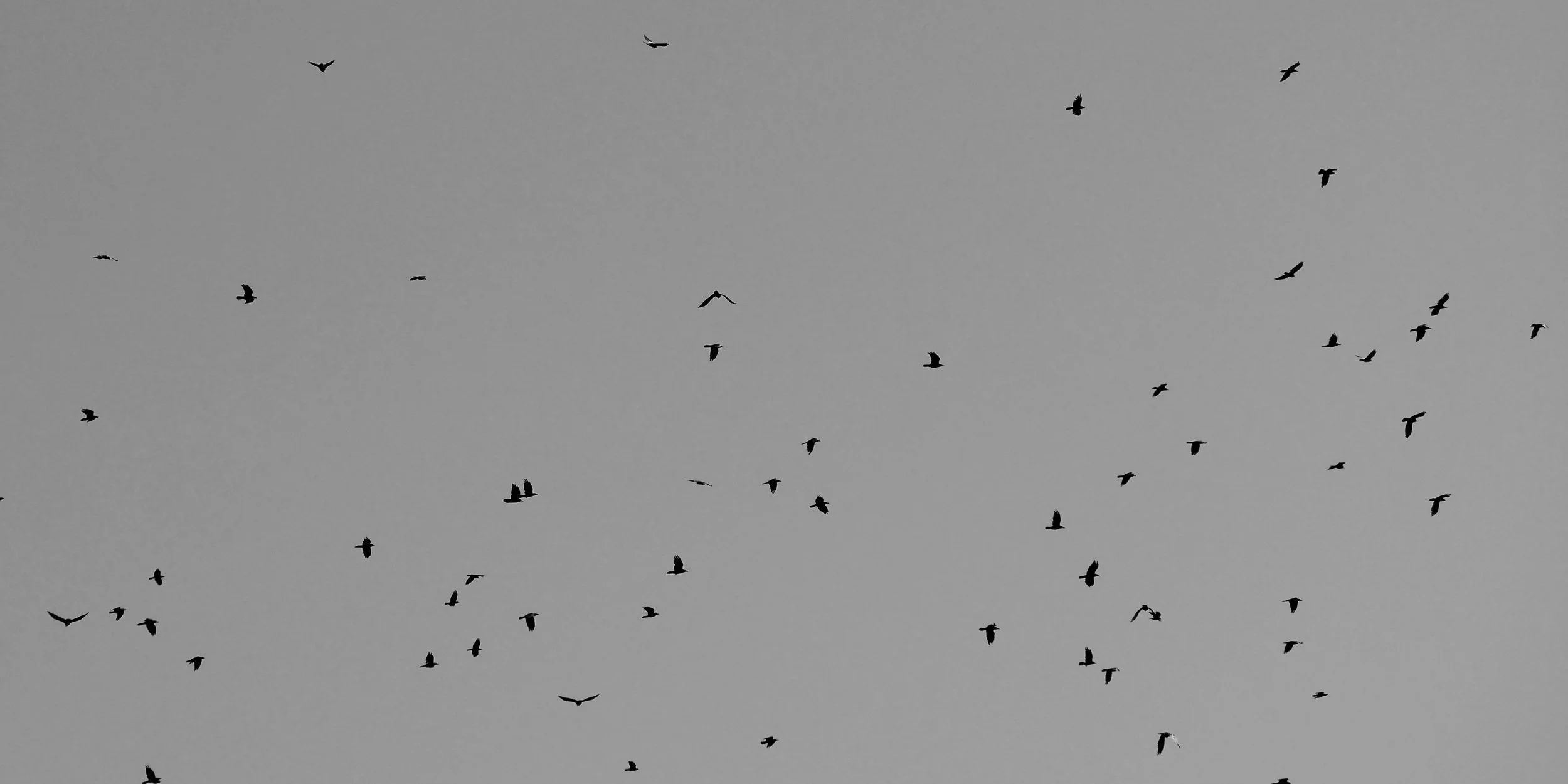 Dreams from the sky 1 - Hooded crows - Møn - 2026